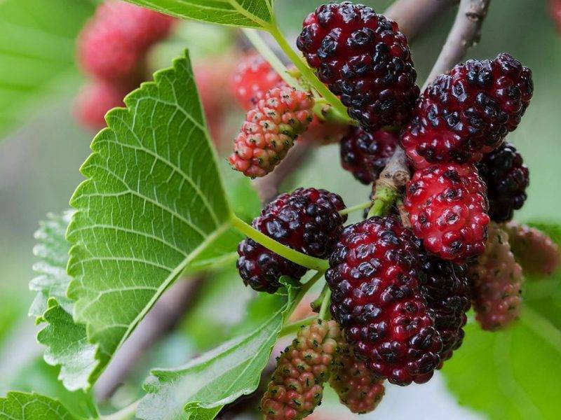 Шелковица купить саженцы из питомнике в Тихвине