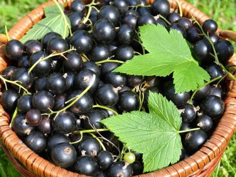 Смородина купить саженцы из питомника в Тихвине