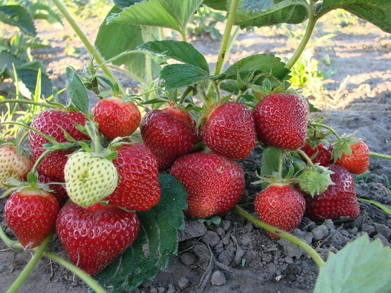 Клубника купить саженцы из питомника в Тихвине