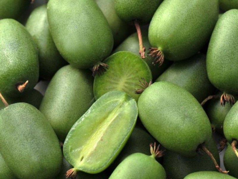 Актинидия купить саженцы из питомнике в Тихвине