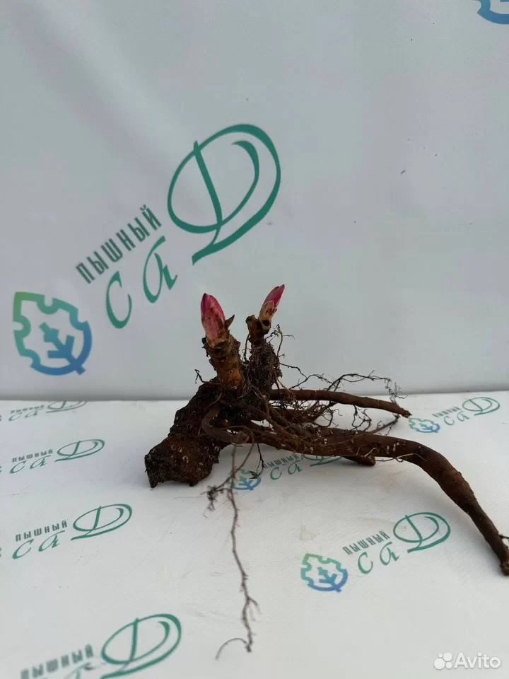 Пион "КОРАЛ ШАРАМ"